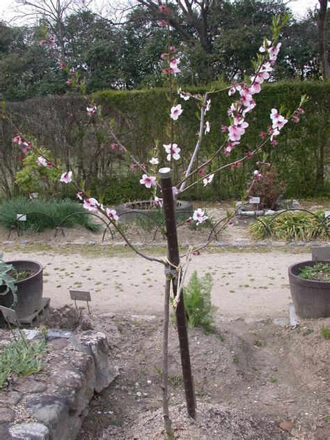 水和木|もも【地植え】の育て方｜住友化学園